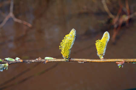buds tree