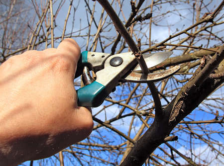 garden scissors