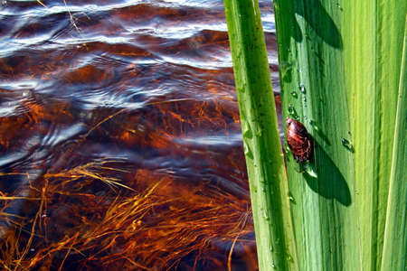 snail on sedge