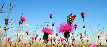 butterfly on flowerの写真素材