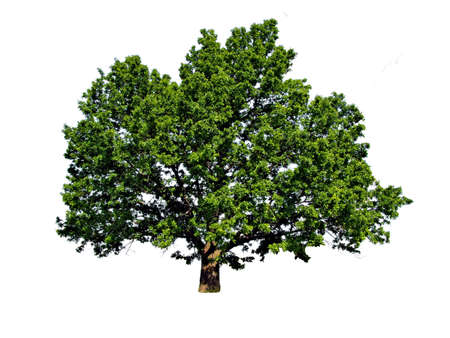 silhouette of the big oak on white backgroundの写真素材
