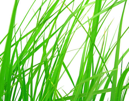 grass in field