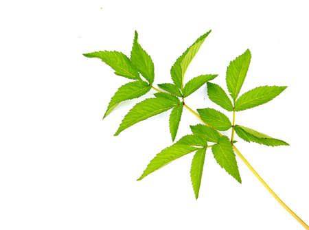 sheet of the plant on white backgroundの写真素材