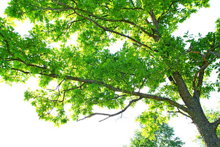 branches of the oakの写真素材