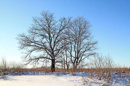 oak wood on winter fieldの写真素材