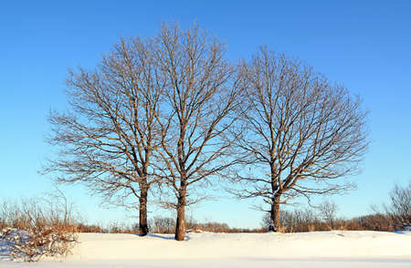 oak wood on winter fieldの写真素材