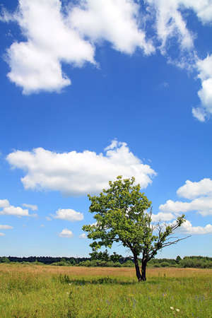 small oak under cloudy skyの写真素材
