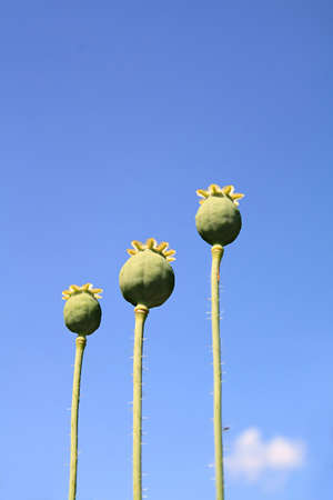 poppyの写真素材