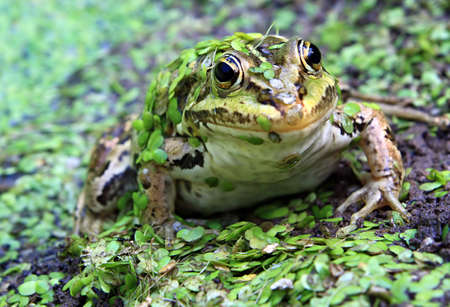frog in marshの写真素材