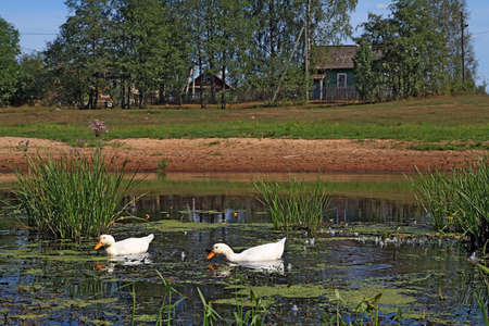 two geese on lake near villagesの写真素材