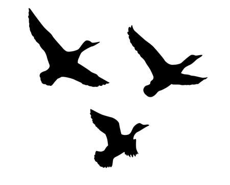  silhouette flying duck on white background
のイラスト素材