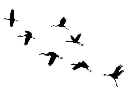    silhouettes flying cranes のイラスト素材