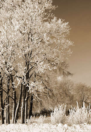 tree in snowの写真素材