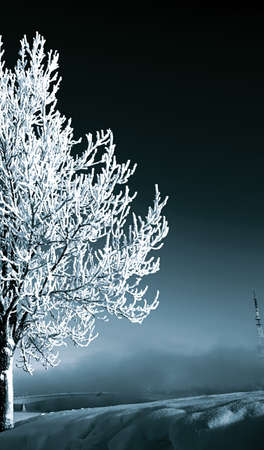 tree in snowの写真素材
