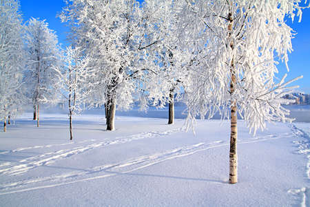 rime on tree