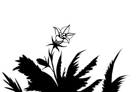 silhouette of the flower amongst herbsのイラスト素材