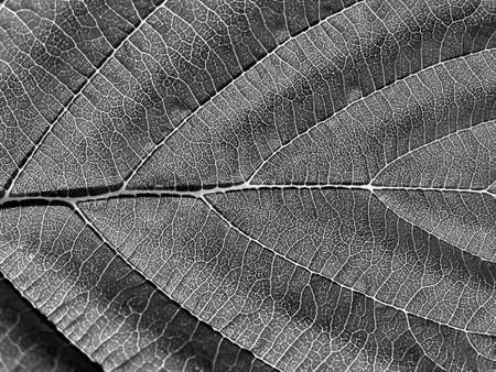 sheet tree    
