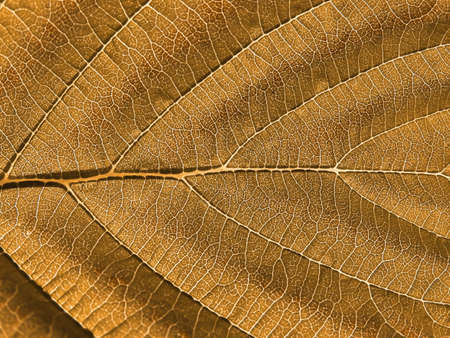 sheet tree    の写真素材