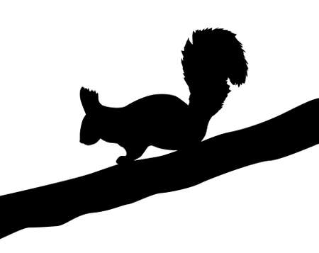 illustration of the squirrel on white backgroundのイラスト素材