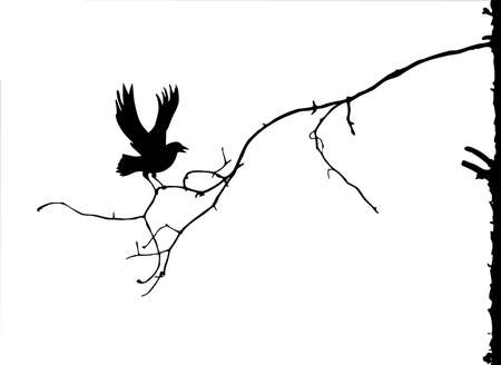silhouette of the branch on white backgroundのイラスト素材