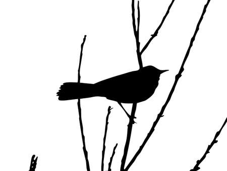 drawing bird on branch  のイラスト素材