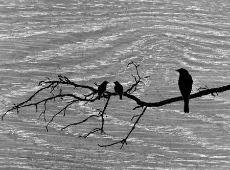 wood background の写真素材