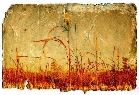 grunge floral backgroundの写真素材