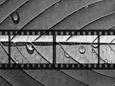 monochrome camera filmの写真素材