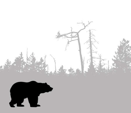 silhouette bear   の写真素材