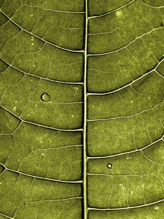 texture of the wood sheet  