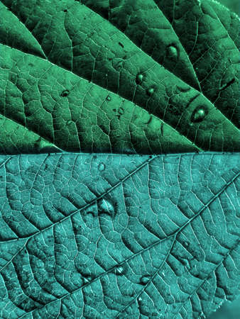 texture of the wood sheet    