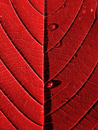 texture of the sheet tree の写真素材