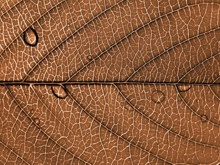 texture of the sheet tree   の写真素材