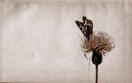 grunge backgroundの写真素材