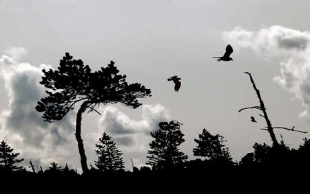illustration of the birds in cloudy skyの写真素材