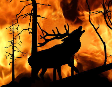 illustration of the deer running away from fire in wood
の写真素材