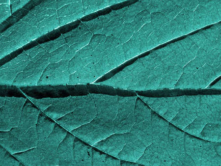 texture of the sheet tree    の写真素材