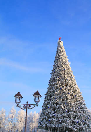 fir tree in parkの写真素材