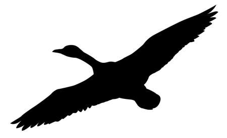 silhouette flying ducks on white backgroundのイラスト素材