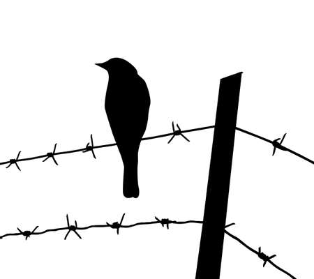 silhouette of the bird on barbed wireのイラスト素材