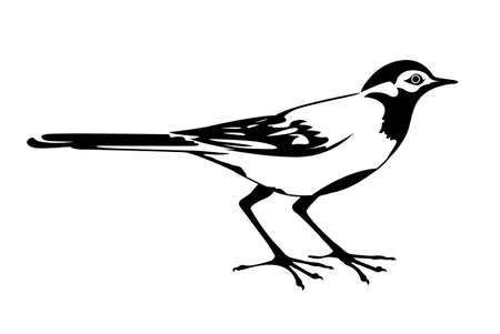 vector silhouette of the wagtail on white backgroundのイラスト素材