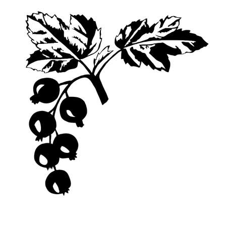 vector silhouette of the black currant on white backgroundのイラスト素材