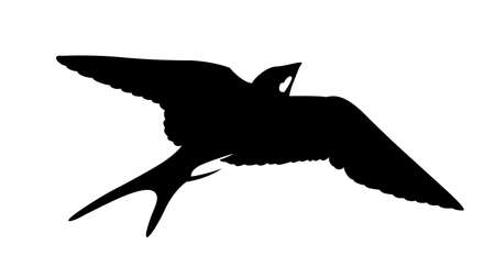 silhouette of the swallow on white backgroundのイラスト素材