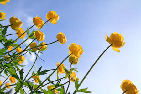 globe-flower on celestial backgroundの写真素材