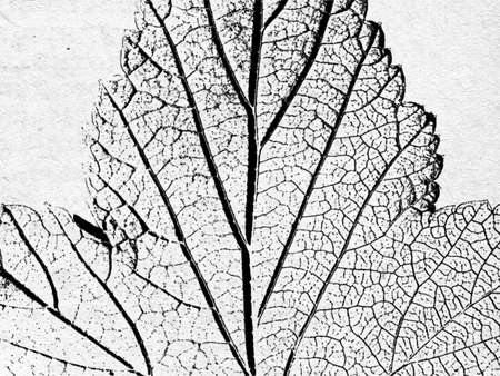 grunge backgroundのイラスト素材