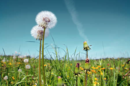 white dandelions on summer fieldの写真素材