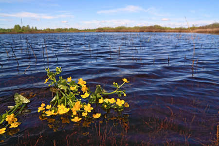 yellow flowerses on surfaces lakeの写真素材