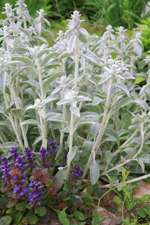 decorative flowerses on town lawnの写真素材