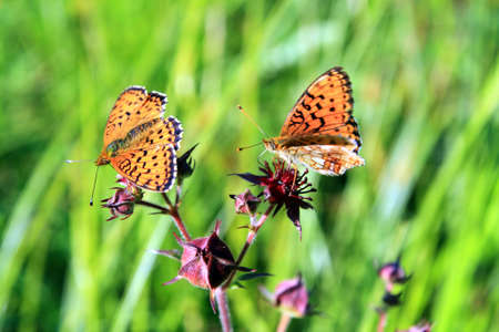 two butterflies on green backgroundの写真素材