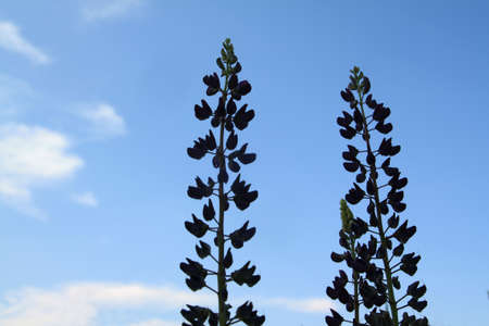silhouette lupines on celestial backgroundの写真素材